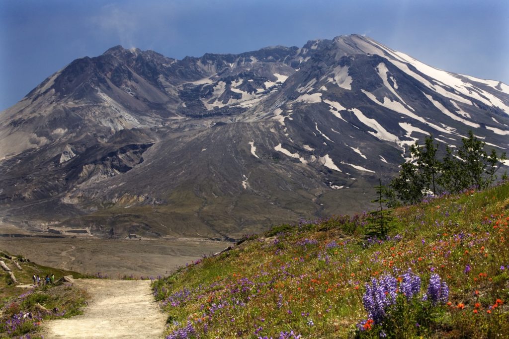 Wildflowers Trail Mount Saint Helens National Park Washington